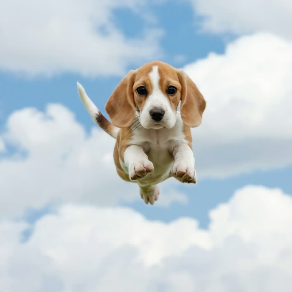 Marcus Nascimento Torres