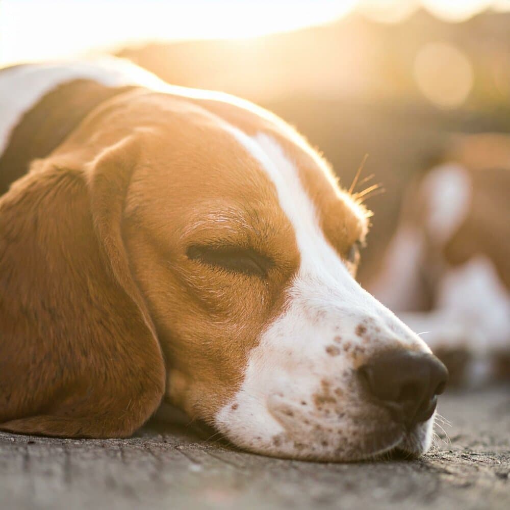 Oasis de calma para aliviar el estrés