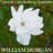 William Morgan