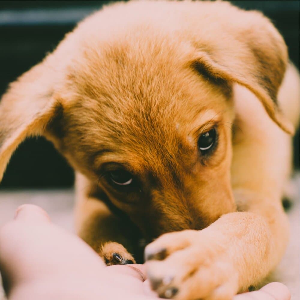 Music for Dog's Ears