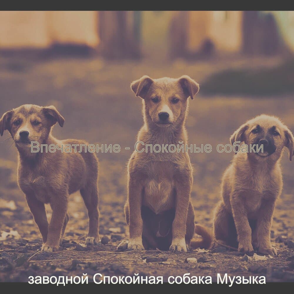 заводной Спокойная собака Музыка
