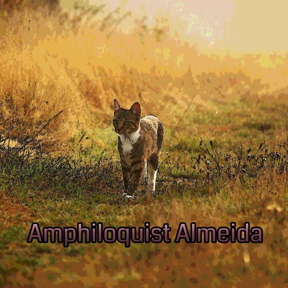 Amphiloquist Almeida