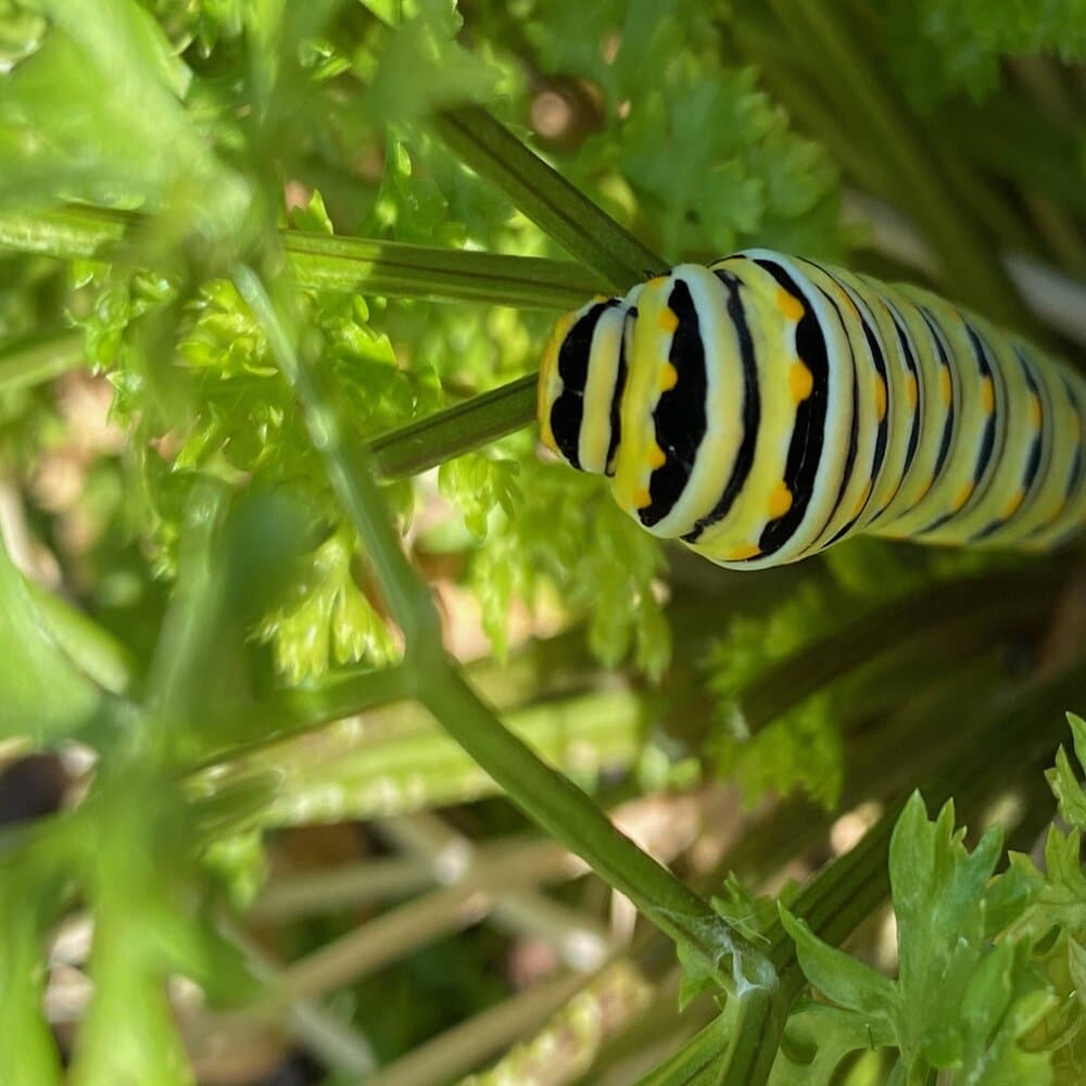 Charles Alexander Allred