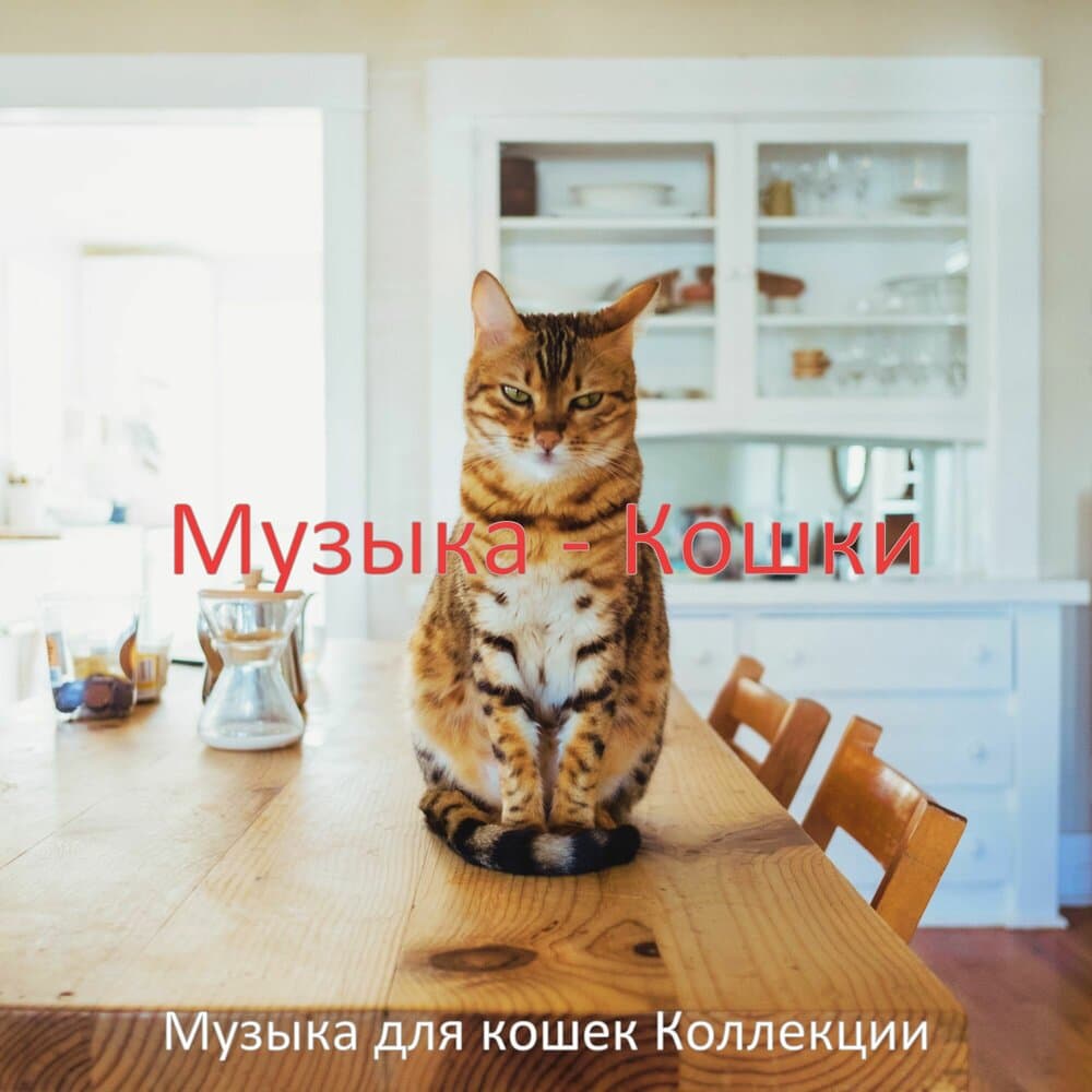 Музыка для кошек Коллекции