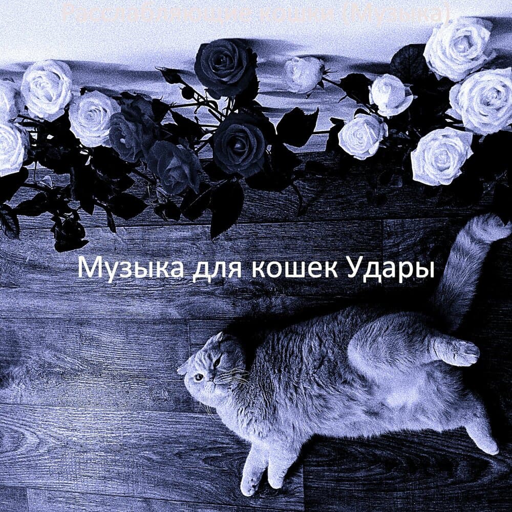 Музыка для кошек Удары