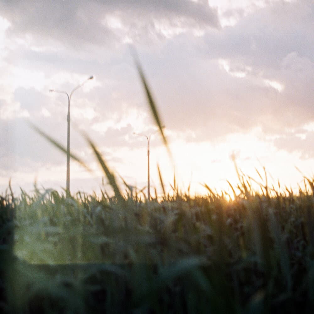 фарфоровые коты