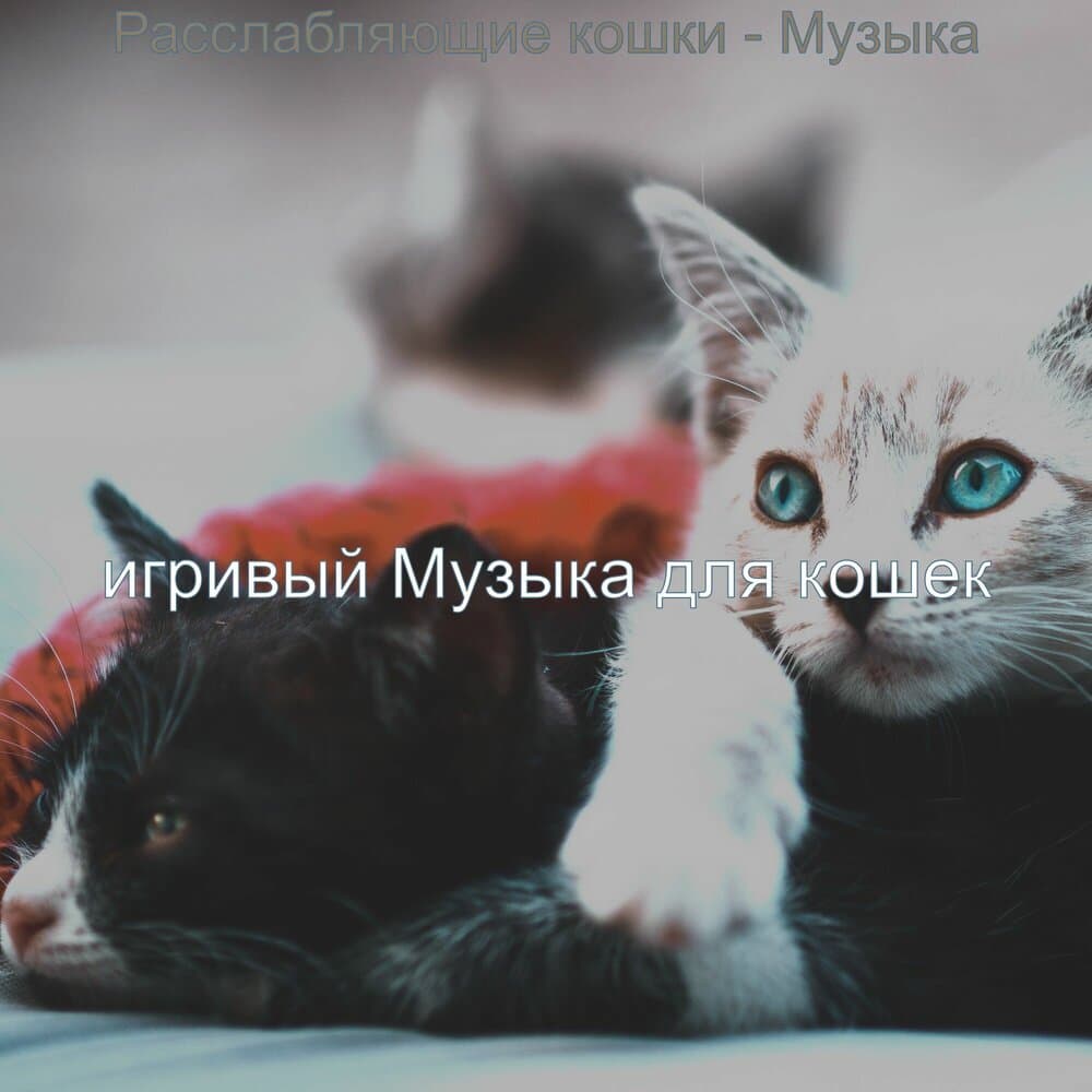 игривый Музыка для кошек