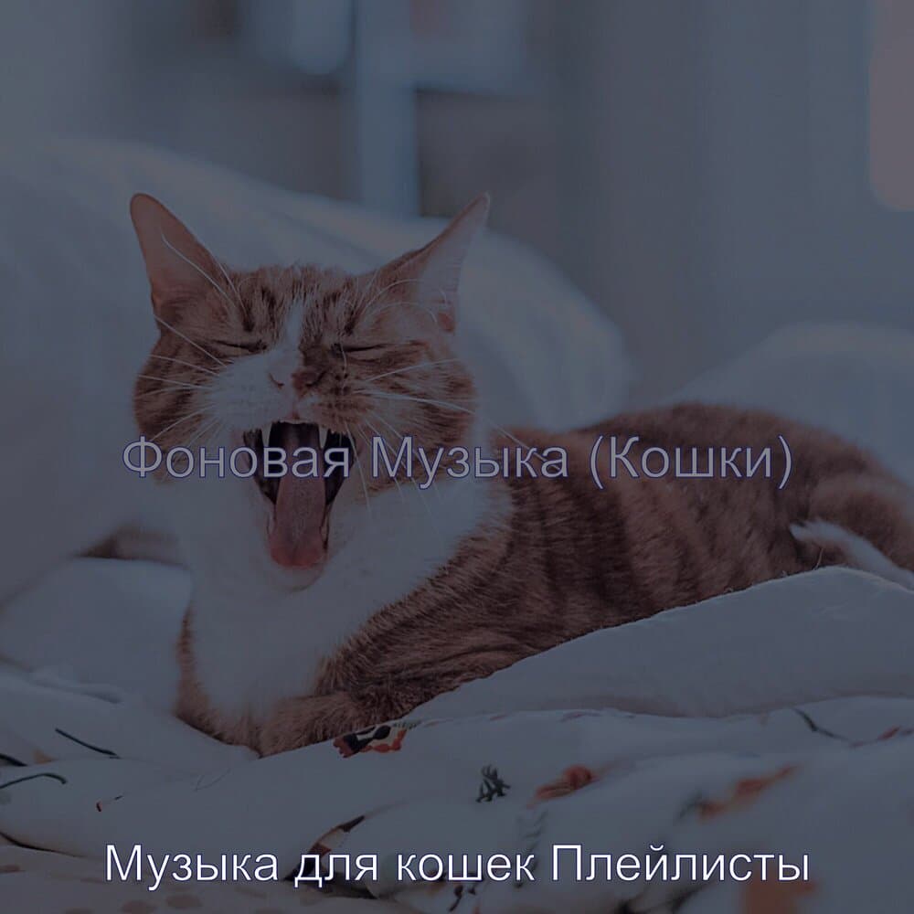Музыка для кошек Плейлисты