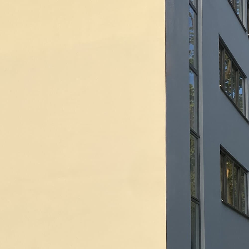 Бродячая собака