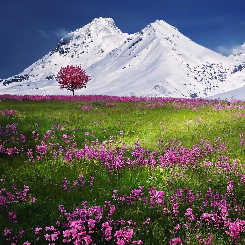 Canciones Infantiles Para Niños